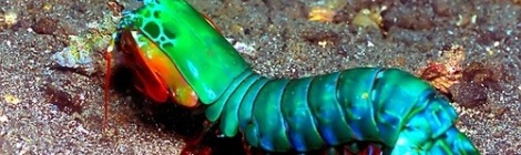 Lateral view of Mantis Shrimp